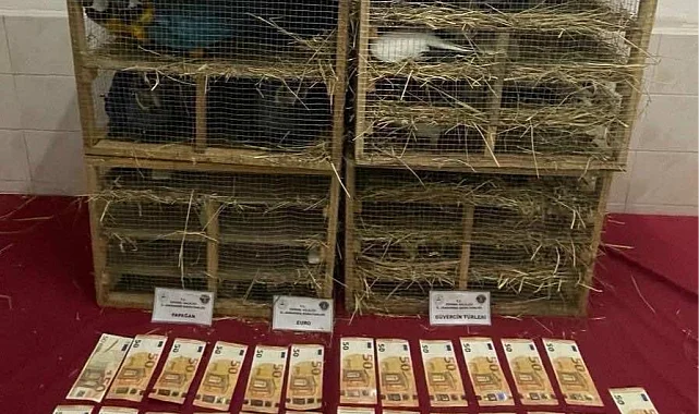 2025'te kaçak canlı hayvan ticareti darbe yedi... 85 bin 342 hayvan ele geçirildi