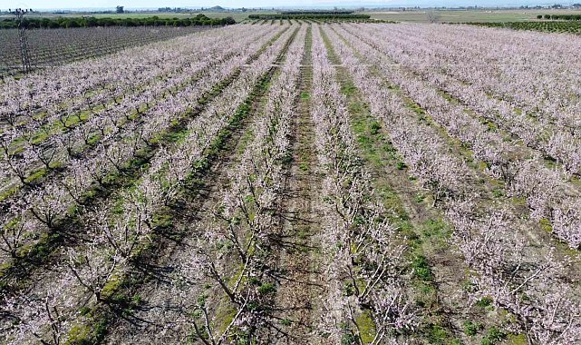Adana'da şeftali ağaçları çiçek açtı