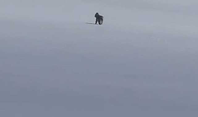Adilcevaz'da kar üzerinde vaşak görüntülendi