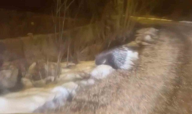 Afrika'nın tehlikeli kirpisi Sivas'ta görüntülendi