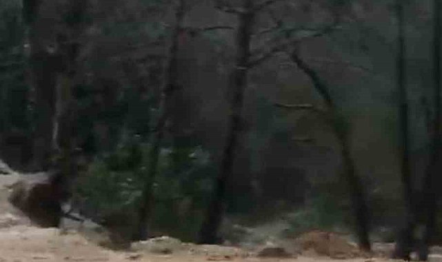 Alanya'da sağanak sonrası su taşkını köprüde zarara neden oldu