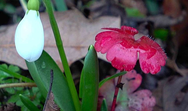 Amasya'nın dağlarında çiçekler açmaya başladı: "Anadolu'daki bitkiler milli servet"