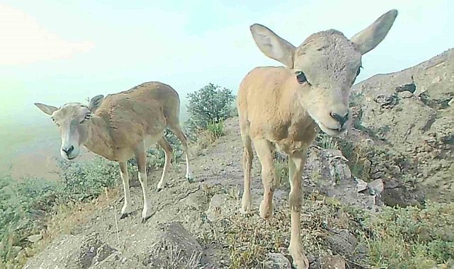 Anadolu yaban koyunu yavrularıyla görüntülendi