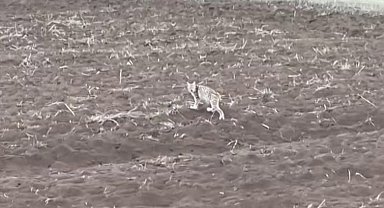 Arazide tek başına yürüyen yavru vaşak, sürüden ayrılan pengueni hatırlattı