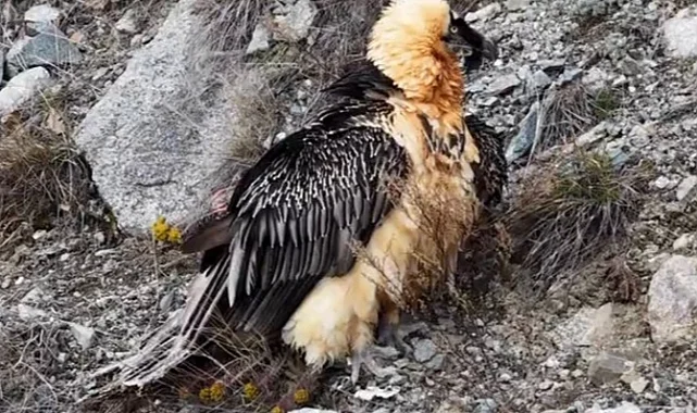 Artvin'de 'Sakallı Akbaba' yeniden doğaya salındı