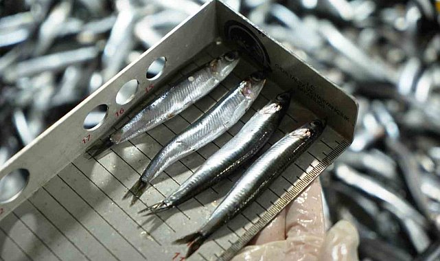 Avcılık denetimlerinde ceza yağdı: 2,6 milyon TL'yi aştı