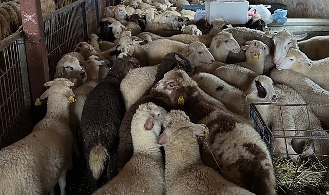 Aydıntepe'de şap hastalığına yönelik kontroller sürüyor