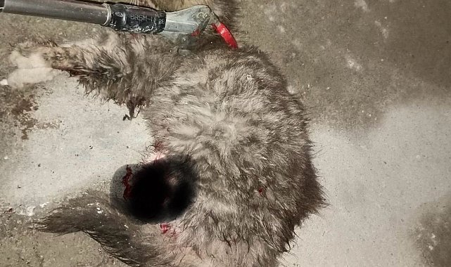 Ayvacık'ta otomobilde sıkışan kedi kurtarıldı