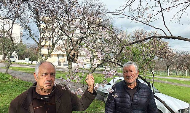 Balıkesir'de bademler çiçek açtı