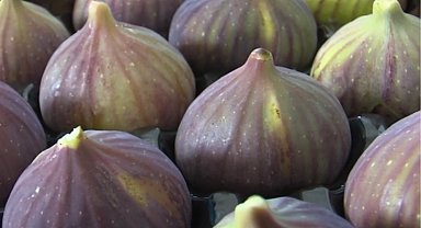 Balıkesir'de incir fidanı desteği başlıyor