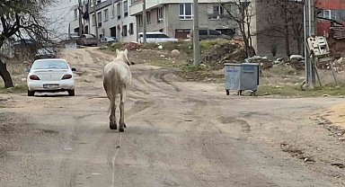 Başıboş atlar sokaklarda