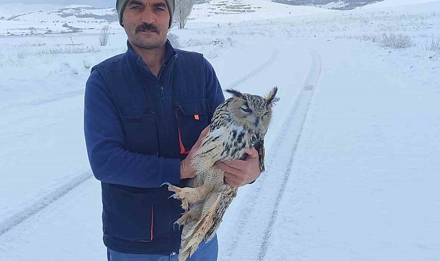 Bayburt'ta duyarlı vatandaşın yaralı halde bulduğu puhu kuduz çıktı