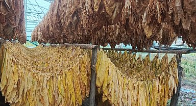 Bilecik Pazaryeri'nde tarımda yeni hamle... Tütün ve İpekböcekçiliği için ilk adım