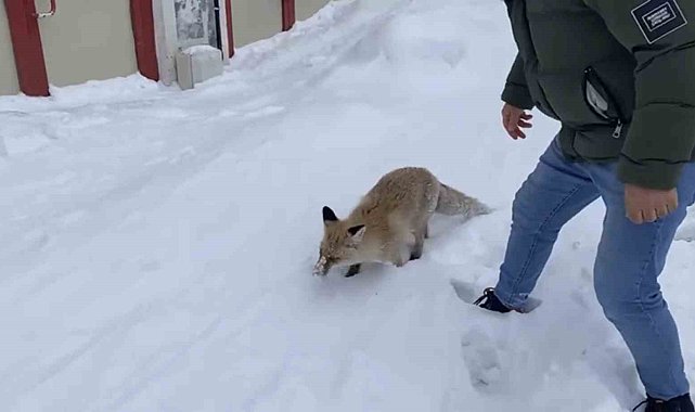 Bingöl'de aç kalan kızıl tilki şehir merkezine indi