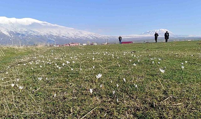 Bitlis'te kardelen ve çiğdemler açtı