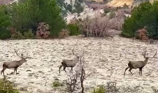 Bolu'da koruma altındaki kızıl geyikler görüntülendi