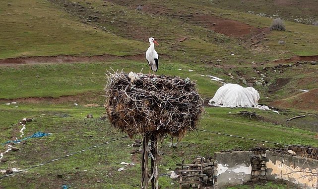 Budaklı köyünde göç etmeyen leylek yıllardır aynı yuvada