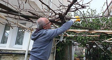 Burhaniye'de asmalarda budama sezonu başladı