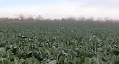 Bursa'da sağanak yağış tarımı vurdu