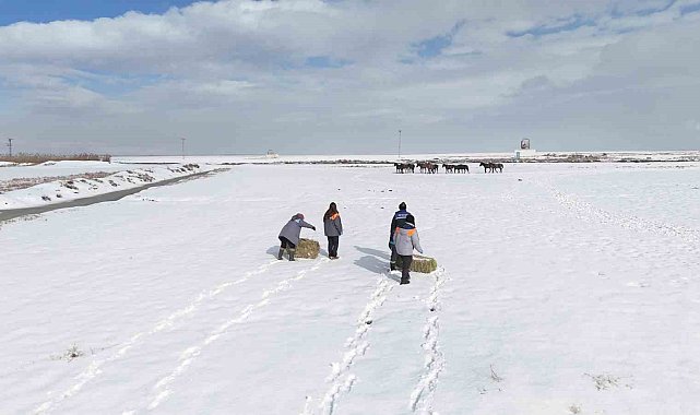 Büyükşehirden 'dilsiz dostlara' merhamet eli: Soğuk günlerde sıcak bir dokunuş