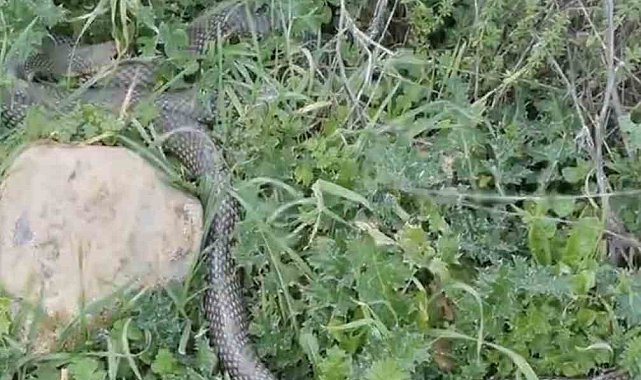Çan'da 2 metrelik yılan kamerada
