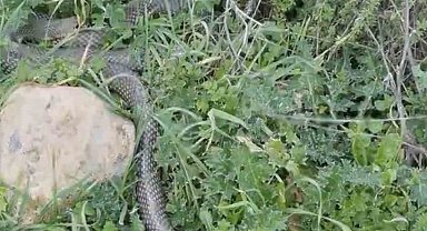 Çan'da 2 metrelik yılan kamerada