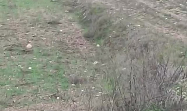Çiftçinin kurtla ilginç diyaloğu kamerada