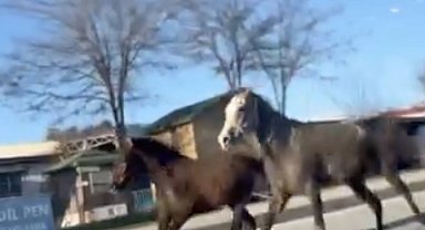 Çorum'da başıboş atlar trafiği tehlikeye attı: O anlar kamerada