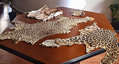 Çukurova Havalimanı'nda yasa dışı yaban hayvanı ürünleri ele geçirildi