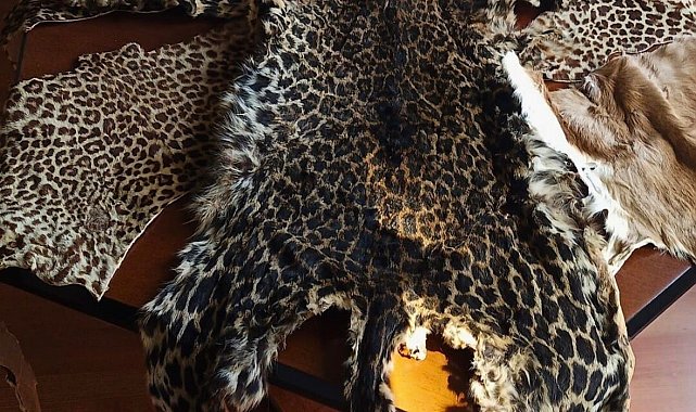Çukurova Uluslararası Havalimanı'nda leopar postu ve baykuş gözü ele geçirildi