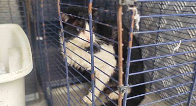 Derede mahsur kalan kedi kurtarıldı