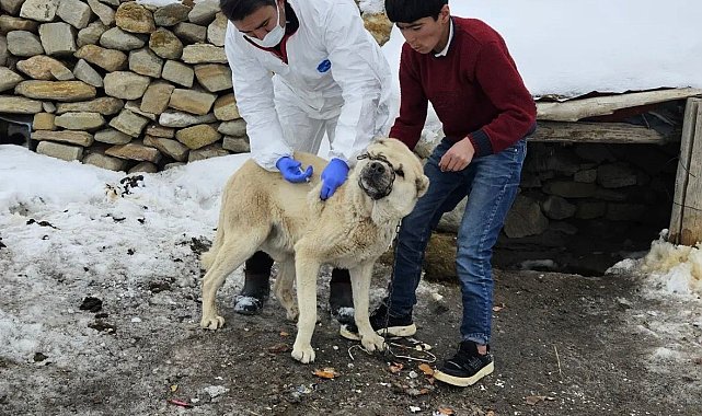 Diyadin'de köpeklere kuduz aşısı uygulaması başladı