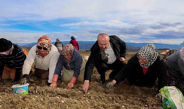 Dünyaca ünlü Taşköprü sarımsağının ekim sezonu erken başladı