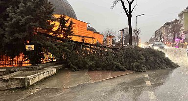 Edirne'de fırtına ağaçları devirdi