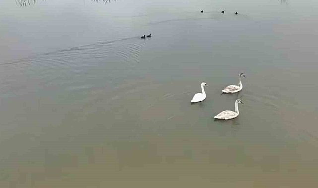 Efteni Gölü kuğuları misafir etti