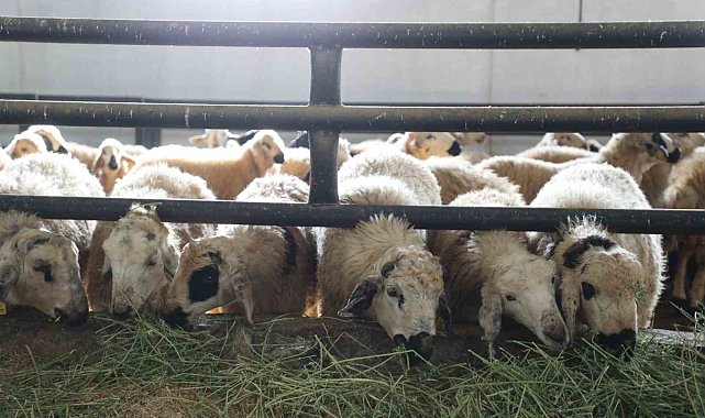 Elazığ'da 6 köy karantinaya alındı