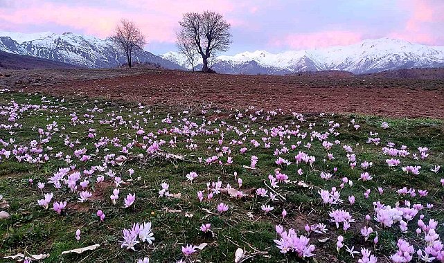 Elazığ'da baharın habercisi çiğdemler erken açtı
