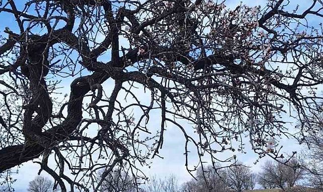 Ergani'de badem ağaçları erken çiçek açtı