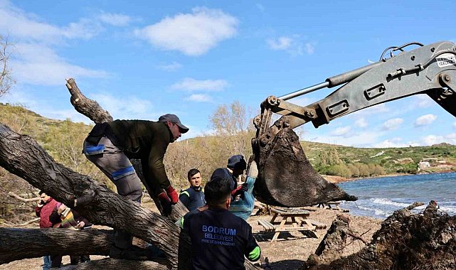 Fırtınada devrilen Ilgın ağaçları yeniden toprakla buluşuyor