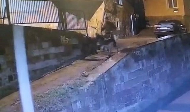 Forklifle gelmiş, eşekle kaçmış