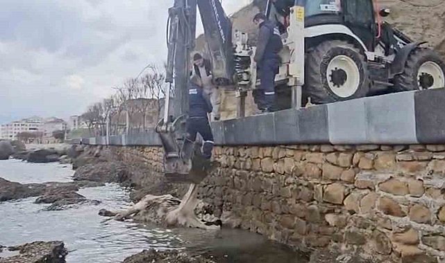Gelibolu'da ölü inek sahile vurdu