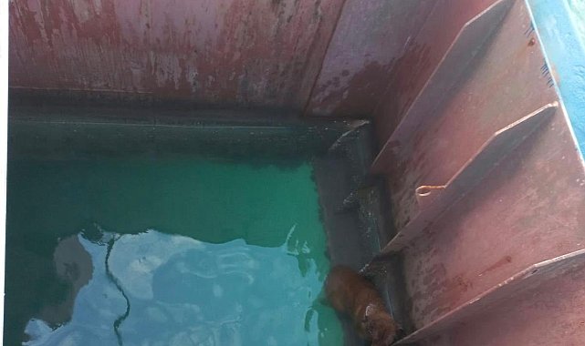 Gemiden denize düşen köpeği itfaiye kurtardı