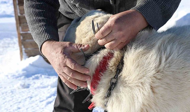 Gürün çengeli Kangal köpeklerine can simidi oluyor