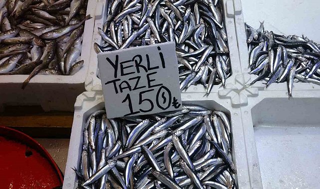 Hamsi bu defa şaşırttı: Tezgahlar yeniden şenlendi