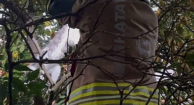 Hatay'da ağaca takılan kediyi itfaiye kurtardı