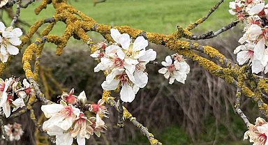 Hayrabolu'da badem ağaçları erken çiçek açtı