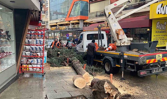 Isparta'da fırtına ağacı kökünden söktü