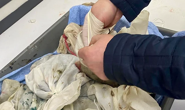 İstanbul Havalimanı'nda kaçak sülük operasyonu... 90 bin canlı tıbbi sülük ele geçirildi