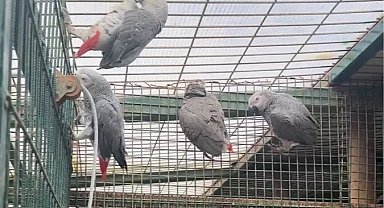 İstanbul'da kaçak yaban hayvanı operasyonu... 20 Afrika gri papağanına el konuldu