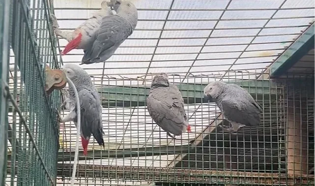 İstanbul'da kaçak yaban hayvanı operasyonu... 20 Afrika gri papağanına el konuldu